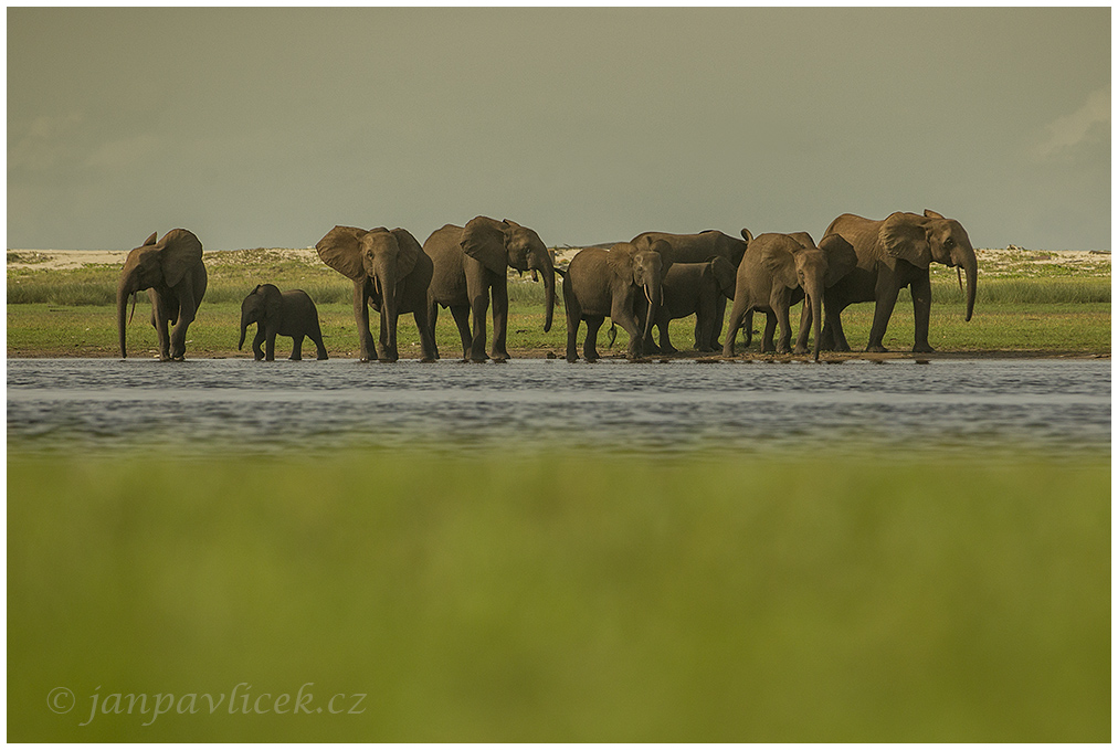 Africký slon pralesní (Loxodonta cyclotis) 