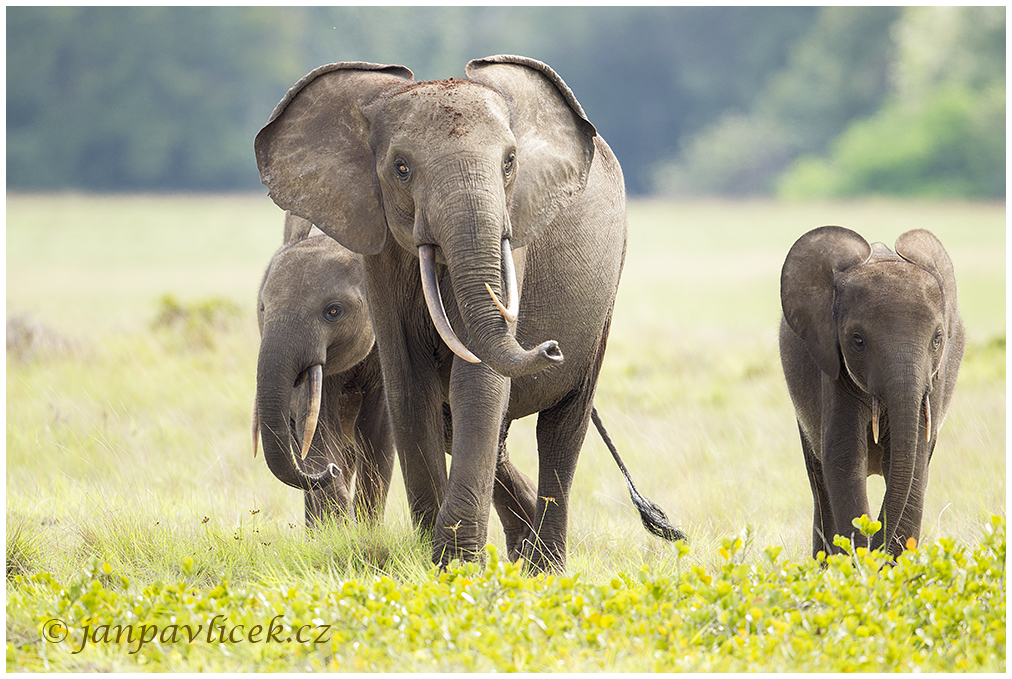 Africký slon pralesní (Loxodonta cyclotis)