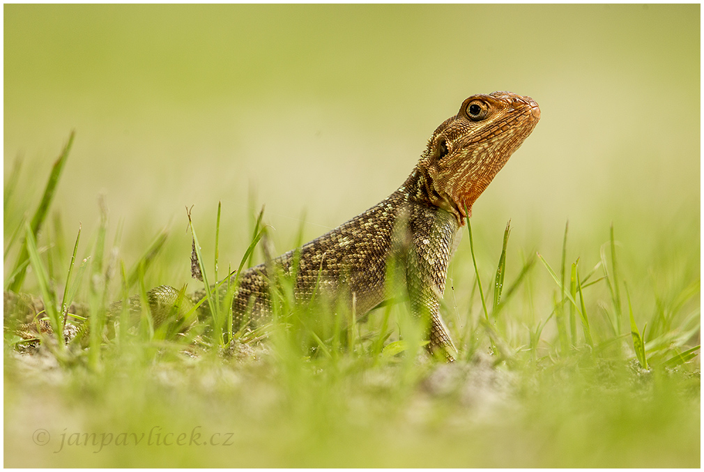 Agama osadní  (Agama agama)