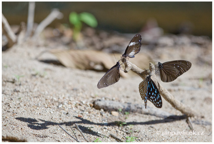 Babočka (Euploea mulciber )