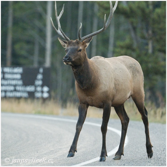 Běžný účastník silničního  provozu  v Yellowstone N.P.