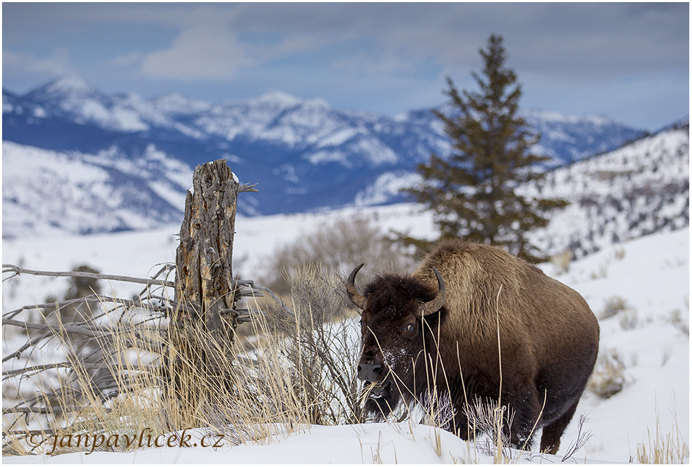 Bizon americký (Bison bison)