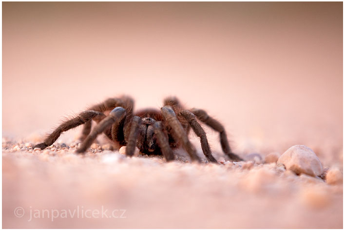 Brazilská černá tarantule, Sklípkan (Grammostola pulchra)