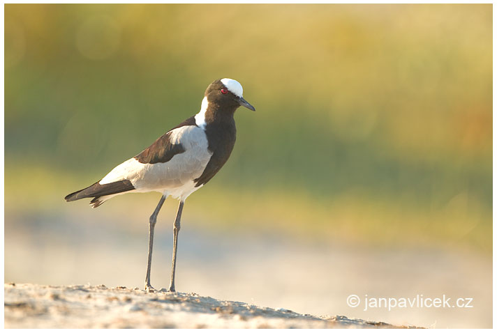 Čejka běločelá  ( Vanellus armatus )