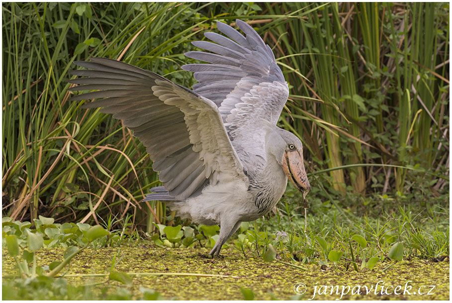 Člunozobec africký (Balaeniceps rex)