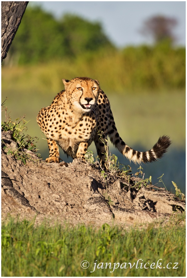 Gepard štíhlý (Acinonyx jubatus)