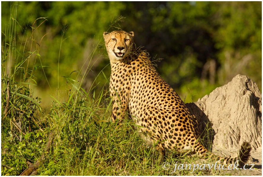 Gepard štíhlý (Acinonyx jubatus)