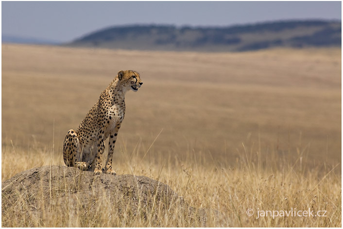 Gepard štíhlý (Acinonyx jubatus) 