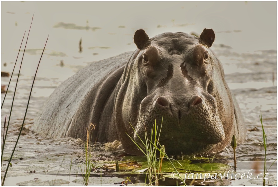 Hroch obojživelný (Hippopotamus amphibius)