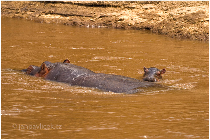 Hroch obojživelný (Hippopotamus amphibius)