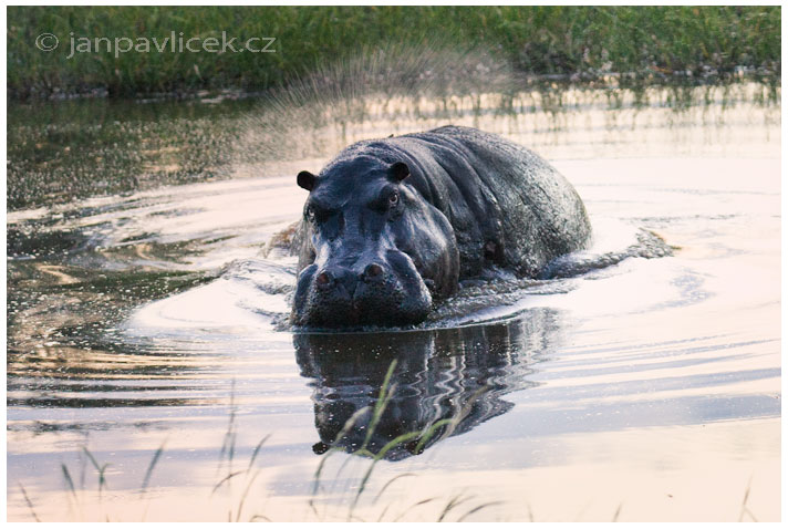 Hroch obojživelný (Hippopotamus amphibius)