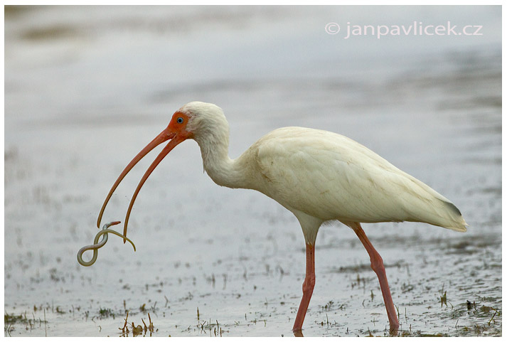 Ibis bílý (Eudocimus albus)