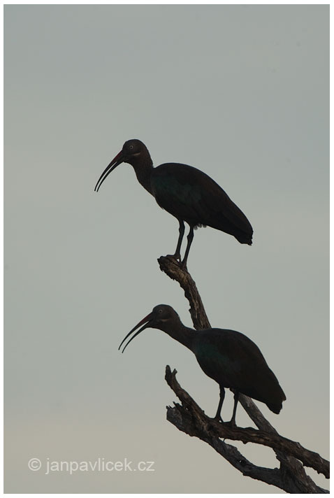 Ibis hagedaš (Bostrychia hagedash)