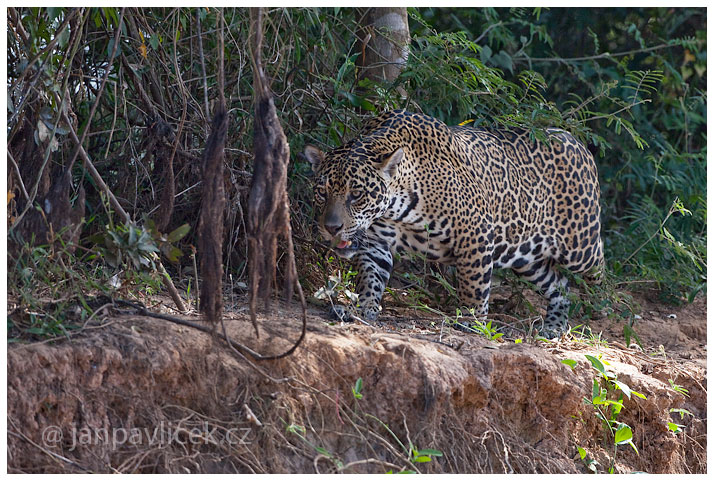 Jaguár americký (Panthera onca)