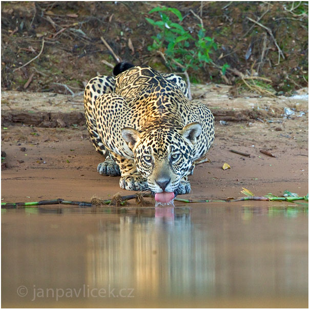 Jaguár americký (Panthera onca)