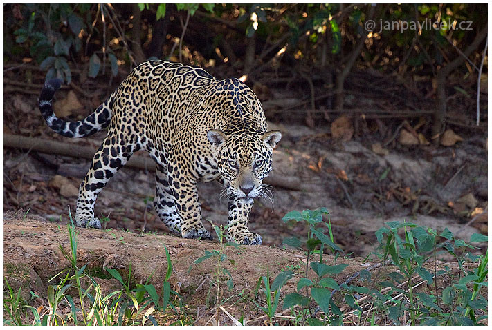 Jaguár americký (Panthera onca)