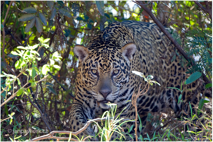 Jaguár americký (Panthera onca)