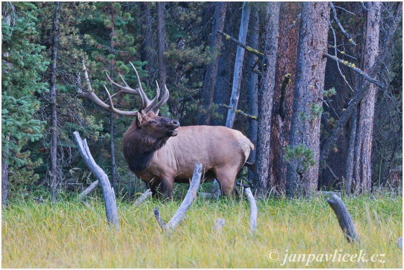 Jelen Wapiti (Cervus canadensis)