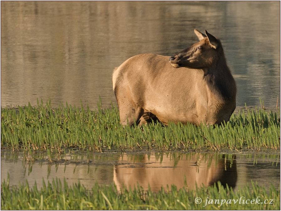 Jelen  Wapiti, laň (Cervus canadensis)