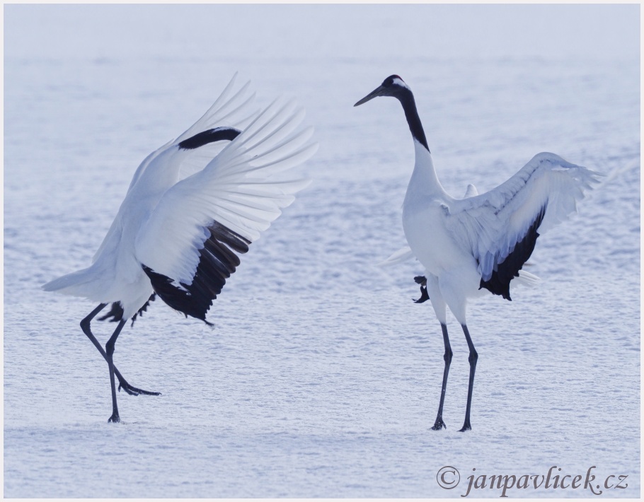 Jeřáb mandžuský (Grus japonensis) 