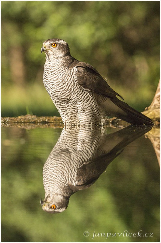 Jestřáb lesní (Accipiter gentilis)