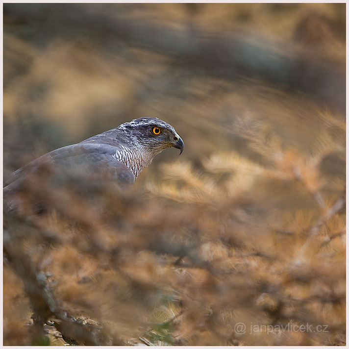 Jestřáb lesní (Accipiter gentilis) 