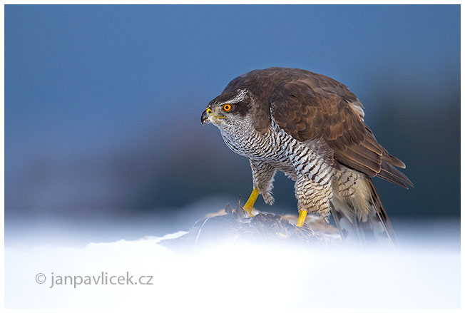 Jestřáb lesní (Accipiter gentilis)