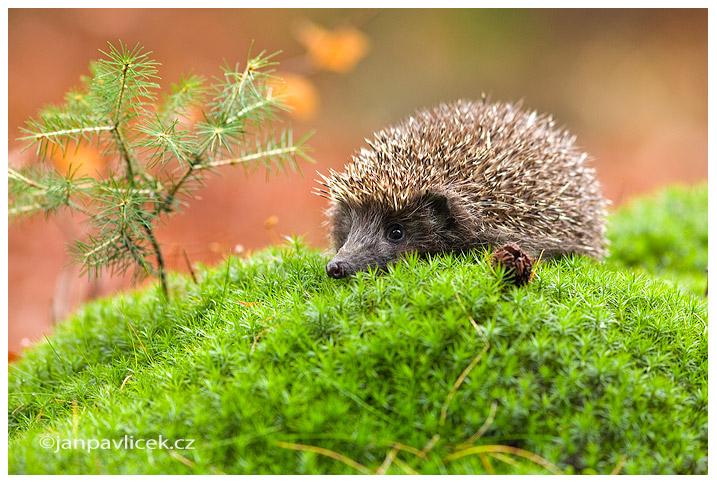 Ježek obecný (Erinaceus europaeus)