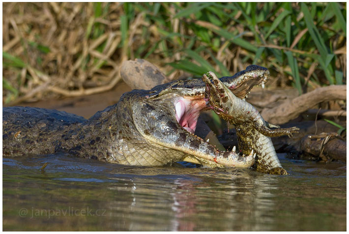 Kajman brýlový (Caiman crocodilus)