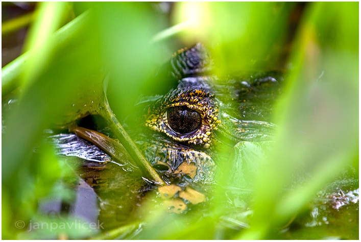 Kajman brýlový (Caiman crocodilus)