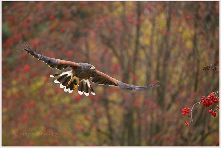 Káně Harisovo (Parabuteo unicinctus)