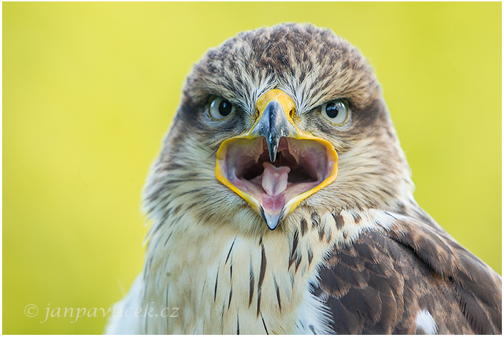 Káně královská (Buteo regalis) 