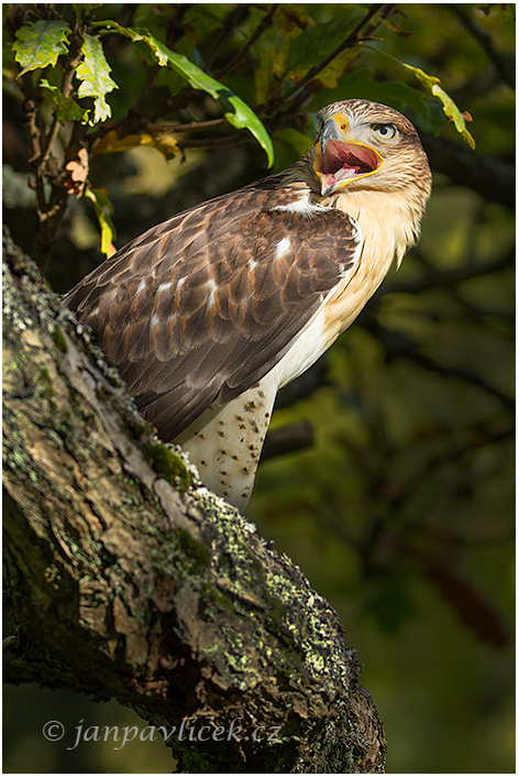 Káně královská (Buteo regalis) 