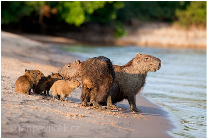 Kapybara (Hydrochoerus hydrochaeris)