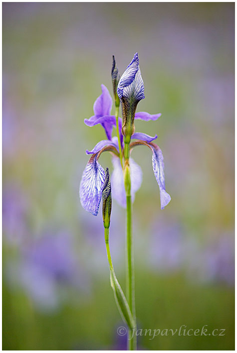 Kosatec sibiřský , Iris sibirica 