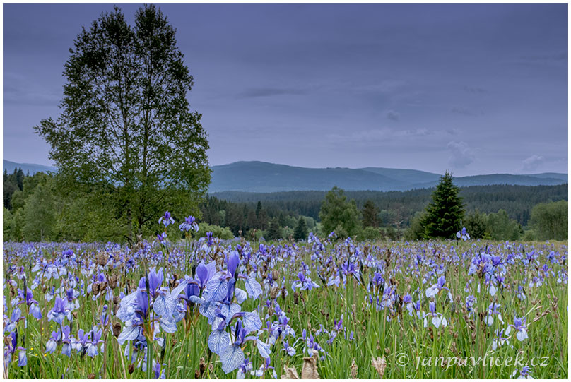 Kosatec sibiřský, Iris sibirica