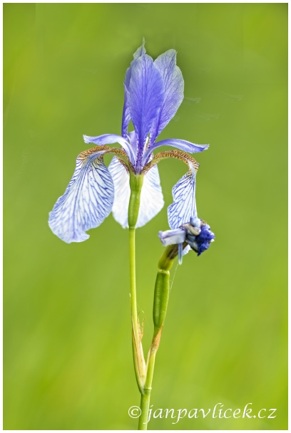 Kosatec sibiřský , Iris sibirica