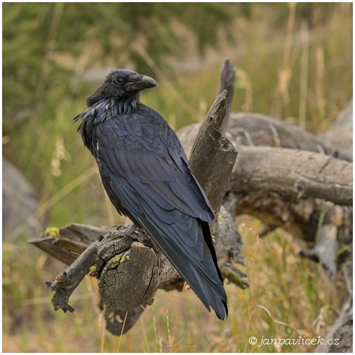 Krkavec velký (Corvus corax)