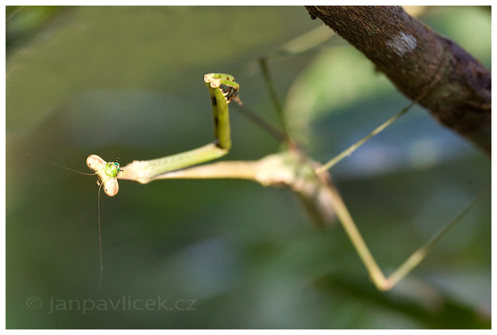 Kudlanka nábožná  (Mantis religiosa)