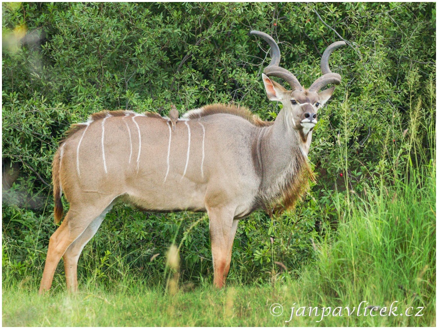 Kudu velký (Tragelaphus strepsiceros)