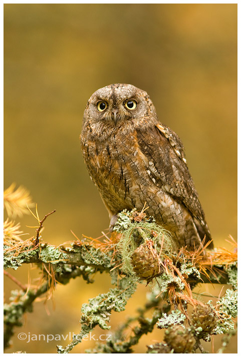 Kulíšek nejmenší (Glaucidium passerinum)