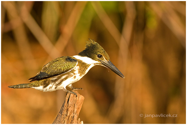 Ledňáček amazonský, samička ( Chloroceryle amazona)