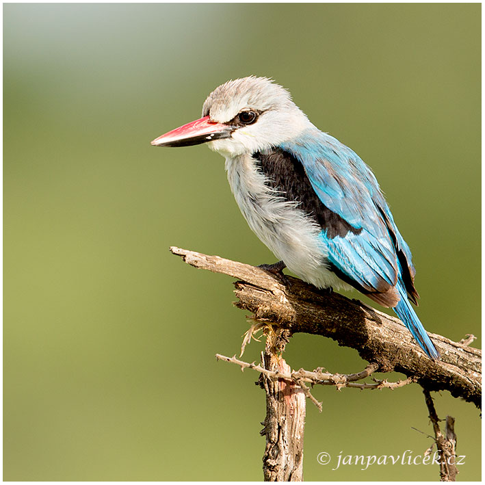 Ledňáček senegalský (Halcyon senegalensis) 