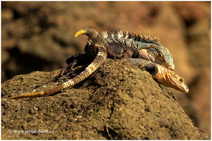 Leguán černý, (Ctenosaura similis)