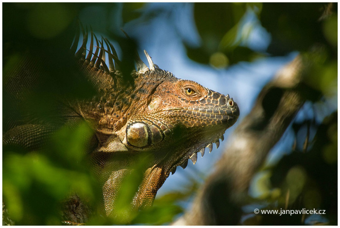 Leguán zelený (Iguana iguana)