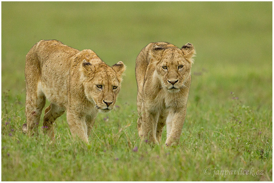 Lev pustinný ( Panthera leo )