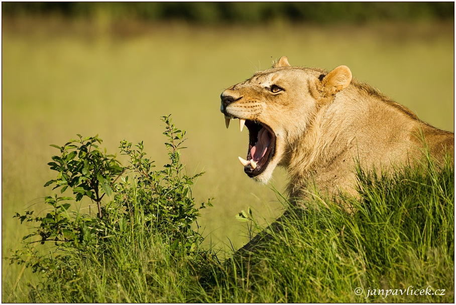 Lev pustinný ( Panthera leo )