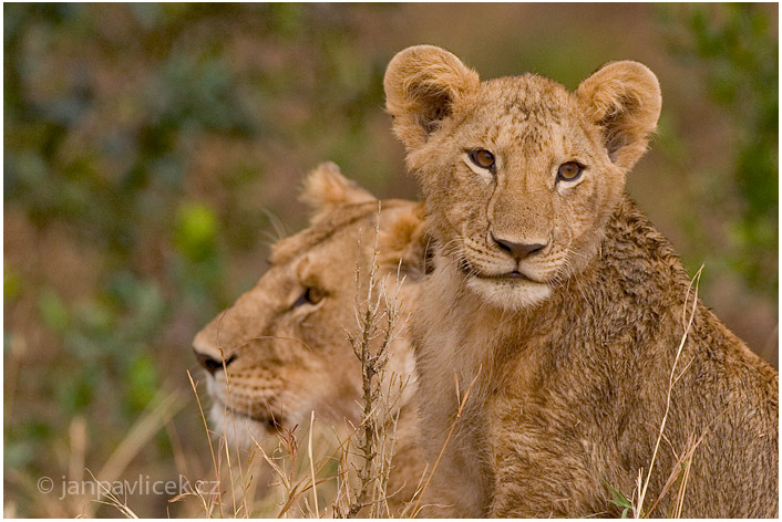 Lev pustinný (Panthera leo)