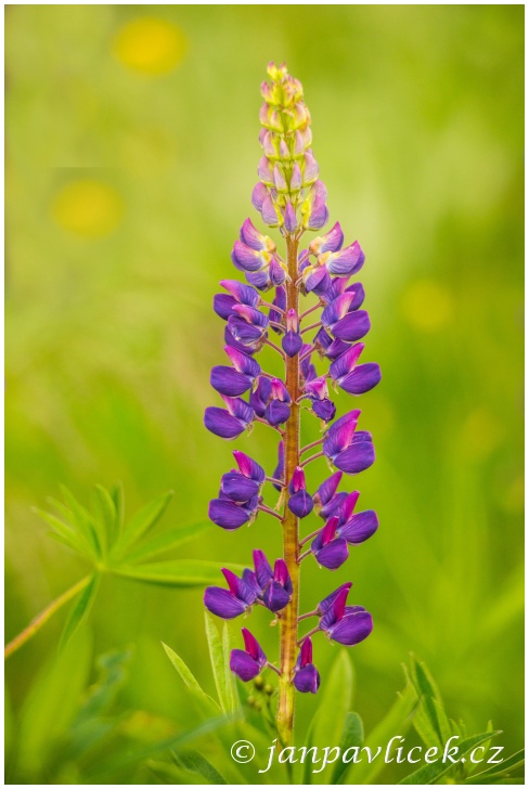 Lupina mnoholistá 'Lupini Blue', Vlčí bob (Lupinus polyphyllus)