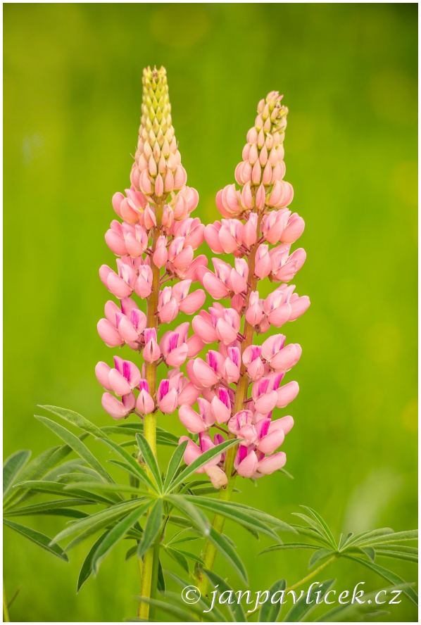 Lupina mnoholistá Russel Schlossfrau rosa (Lupinus polyphyllus)